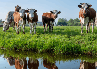 Benefits of Advanced Biological Denitrification for Nitrate Contamination in Drinking Water